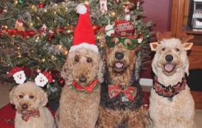 Ținute festive adecvate sărbătorilor de iarnă pentru animalele de companie