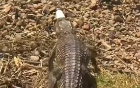 Un crocodil lung de un metru şi-a făcut apariţia în plină stradă, în Melbourne