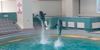 Spectacol la Delfinariul din Constanţa. Sute de vizitatori au venit să-i vadă pe Chen-Chen şi Ni-Ni în minivacanţa de Crăciun