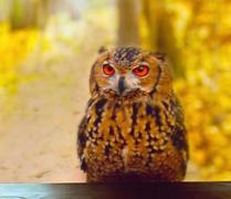 Ciuful de pădure ajunge tot mai des în oraşe, iarna. Biologii vor să monitorizeze păsările