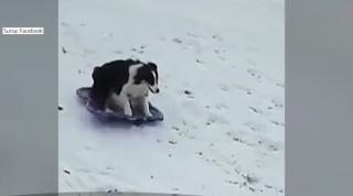 Căţeluşul amator de săniuş