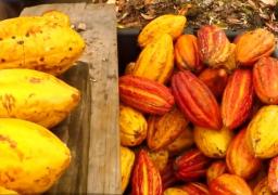 Cel mai apreciat desert din lume, în pericol! În câteva decenii ar putea ajunge un lux extrem de scump