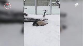 Sezonul rece este motiv de distracţie pentru urşii Panda! Imagini extrem de haioase cu un pui Panda au ajuns virale