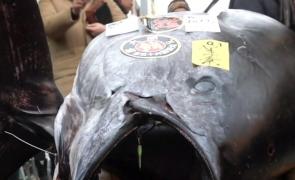 Preţ record plătit pentru un ton roşu de 400 de kg