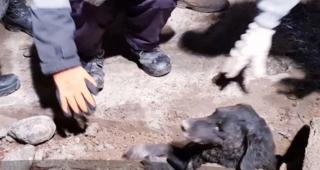 Căţeluş salvat de pompieri la Caraş-Severin. Rocky a ajuns într-un canal după o luptă cu o vulpe (Video)