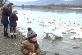 Vremea neobişnuit de caldă a făcut ca o mulţime de lebede să-şi facă apariţia la Piara Neamţ