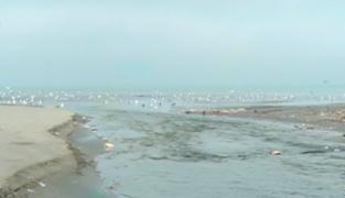 Savanţii au descoperit patru tipuri de microalge din Marea Neagră care secretă substanţe otrăvitoare