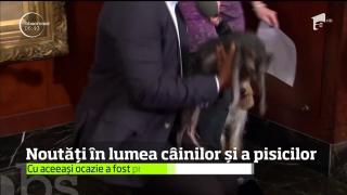 Clubul american al iubitorilor de câini, una din cele mai respectate instituţii din domeniu, a înregistrat două noi rase canine