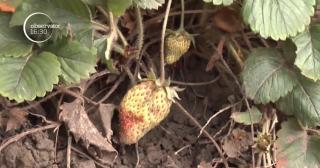 La Galaţi se coc căpşunile, în ianuarie