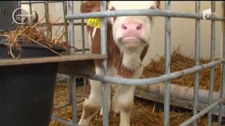 Vacile 100% românești, tot mai puține. O rasă de bovine originare din Transilvania se luptă să supravieţuiască