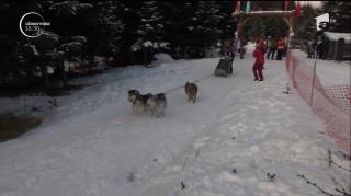Concurs de atelaje trase de câini, în Harghita