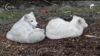 Două vulpi polare, vedete la malul mării. Animalele aşteaptă pui la Microrezervaţia din Constanţa