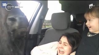 Întâlnire amuzantă cu un bizon pofticios, în SUA