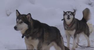 Câinii zăpezii, cursă în Pasul Tihuţa. Zeci de sănii trase de Husky s-au aliniat la start