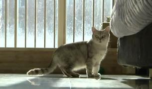 Chinezii sunt pasionaţi de pisicile... virtuale