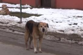 Un copil de 10 ani muşcat de maidanezi la Calafat a fost plimbat 140 de km, la trei spitale, fără ca vreunul să aibă vaccinul antirabic