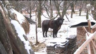 Câini morţi pe capete în gospodăria unui tânăr din Dâmboviţa. Proprietarul animalelor crede că a fost mâna unui vecin