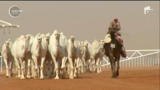 Cămile descalificate din concurs pentru că au fost injectate cu botox