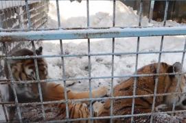 Animalele de la Circului Globus din Capitală sunt ținute în ger şi zăpadă