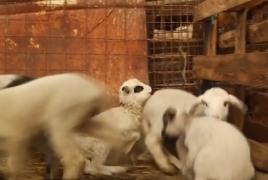 Mielul de Paşte va fi mai scump decât anul trecut. Iar din martie cresc preţurile la toate produsele de bază