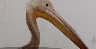 Un pelican rătăcit şi doi tigrii siberiani sunt cei mai noi locatari ai Grădinii Zoologice din Galaţi