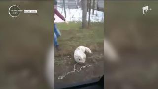 Câine găsit într-un sac, în Mureş. Animalul viu a fost abandonat pe marginea drumului (Video)
