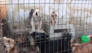 O familie din județul Buzău crește în curte aproape 300 de câini. Vecinii sunt terorizaţi de mirosul venit de animale