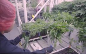 Americanii vor să cultive canabis în Transilvania, de 150 de milioane de dolari