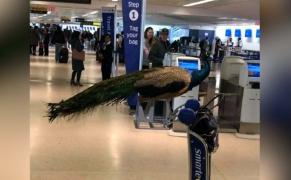 Imagini incredibile. O femeie a vrut să urce în avion cu un păun