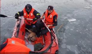 Intervenţie cu emoţii la Gorj. Câine salvat de pompieri dintr-un lac, după ce gheaţa s-a spart sub el (Video)