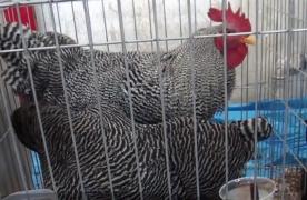 Expoziţie unică la Sebeş, unde se pot admira cele mai frumoase găini din România