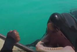 O balenă ucigaşă din Franţa ”conversează” cu oamenii