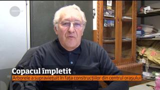 Un copac din Satu Mare atrage toate privirile. Arborul are ramurile împletite!