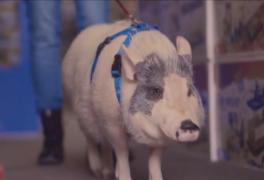 Filmul româno-american Porcul din Chicago, premiat la festivalul Los Angeles Film Awards