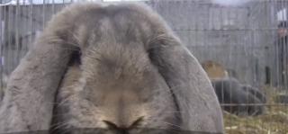 Expoziţie de iepuri sau păsări, la Baia Mare. Animalele de casă au costat şi 100 de euro