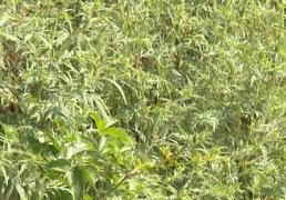 Legea care ne apără de ambrozie a fost trimisă la promulgare