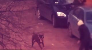 Asigurarea de câine periculos, ignorată. Foarte puţini crescători plătesc poliţa, spun asiguratorii