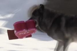 Valentine's Day a devenit motiv de sărbătoare şi pentru animale