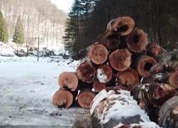 Scandal la Sarmizegetusa, după tăierea a 100 de fagi din zona sitului arheologic