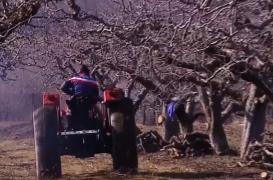 Dispar merele de Voineşti. Pieţele sunt pline de fructe de import vândute sub această denumire