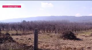 "Frumosul de Voineşti", mărul care se cultiva în Dâmboviţa şi care a ajuns acum doar o amintire (Video)