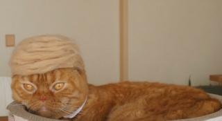 Pisicile împrumută coafura lui Donald Trump