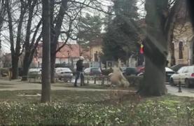 Imagini şocante la Tg. Jiu, unde un maidanez atacă o femeie şi o pune la pământ