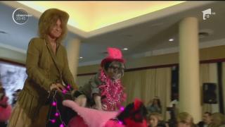 Câini la paradă cu stăpânii la show-ul canin de la New York