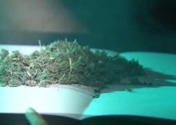 Agenţia Naţională Antidrog se opune legalizarii marijuanei pentru scopuri terapeutice