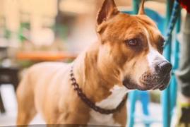 Incident şocant în Bucureşti. Lăsat liber, un câine de luptă a ucis fără milă