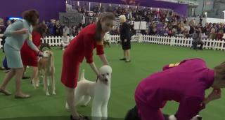 Aproape 3.000 de căţei participă la cel mai mare concurs de frumuseţe canină de la New York