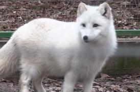 Povestea zilei. Vulpea polară Julieta a evadat de la Zoo, de lângă vulpoiul ei, Romeo