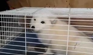 Vulpea polară care a evadat de la Grădina Zoologică din Constanţa, găsită la câţiva kilometri distanţă