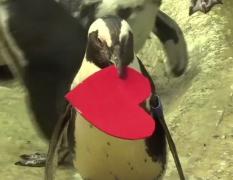 De Valentine's Day, cuiburile pinguinilor sunt decorate romantic, cu inimioare